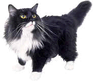 kissa.gif